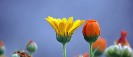 yellow and orange flowers