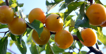 Organic plumの写真素材