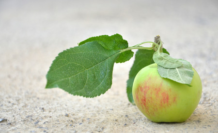 summer apple, harvested in augustの写真素材