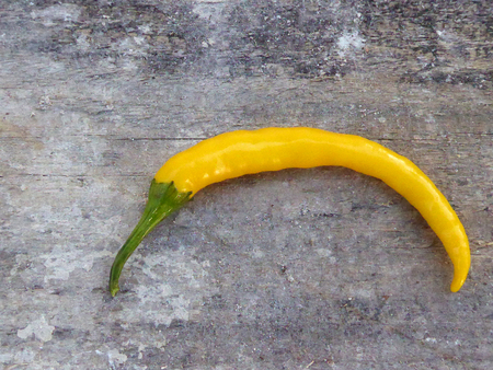chilliの写真素材
