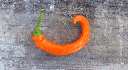 chilliの写真素材