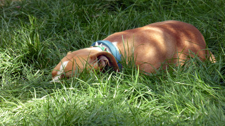 Amstaff siestaの写真素材