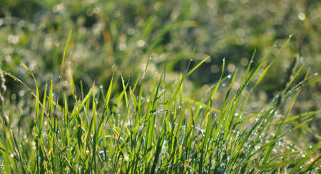 Joy of morning