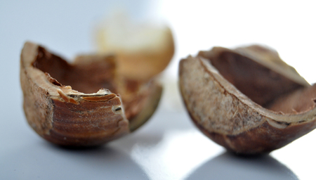 Hazelnutの写真素材