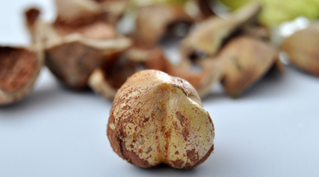 Hazelnut,macroの写真素材