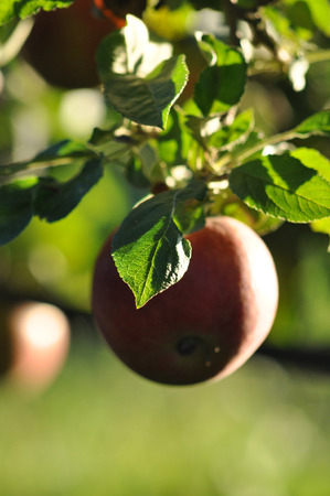 red ripe apples  ready for harvestingの写真素材