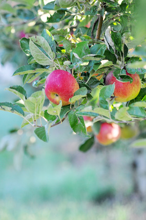 red ripe apples  ready for harvestingの写真素材