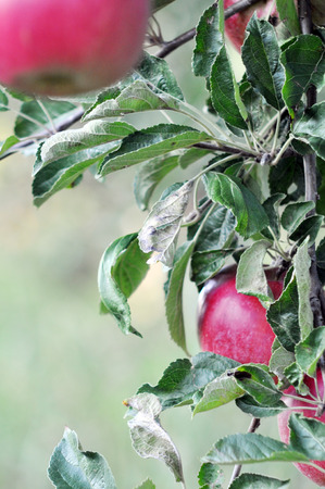 red ripe apples  ready for harvestingの写真素材