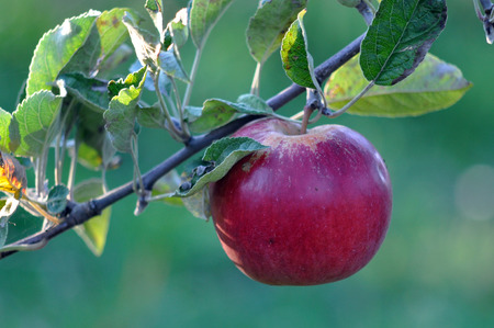 red ripe apples  ready for harvestingの写真素材