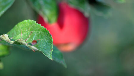 Apple orchardn in the morningの写真素材
