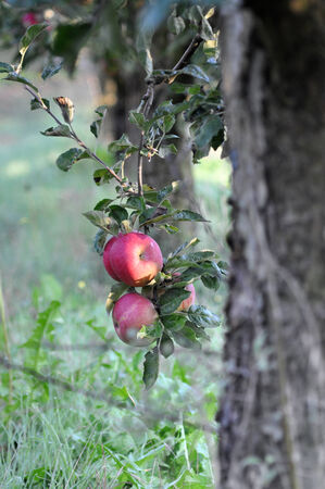Apple orchardn in the morningの写真素材