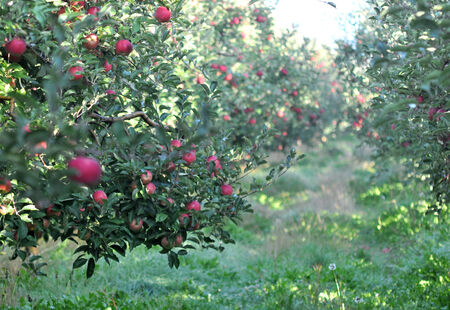 Apple orchard in the morningの写真素材