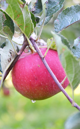 Apple orchard in the morningの写真素材