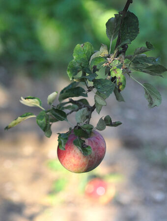 Apple orchard in the morningの写真素材