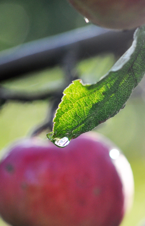 Apple leaf  in the morningの写真素材