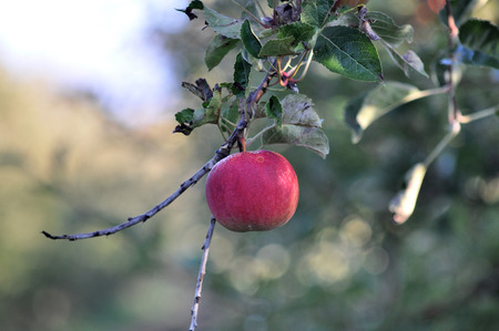 Apple orchard in the morningの写真素材