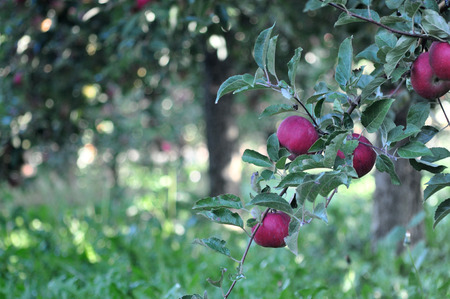 Apples in the orchard early on the morningの写真素材