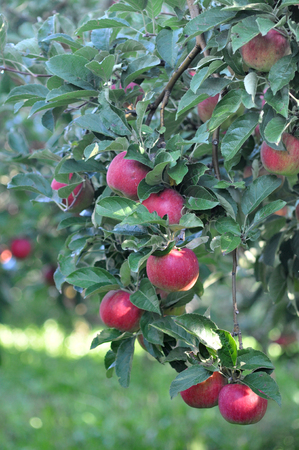 Apples in the orchard early on the morningの写真素材