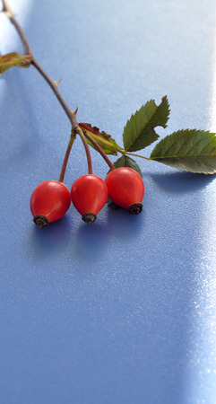 Rose hips with leavesの写真素材