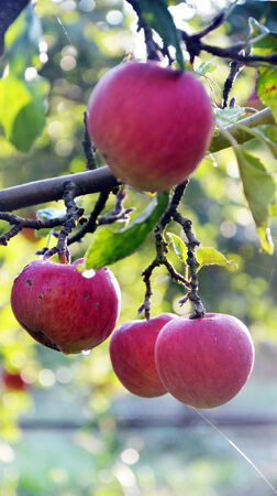 Apples in the orchard early on the morningの写真素材