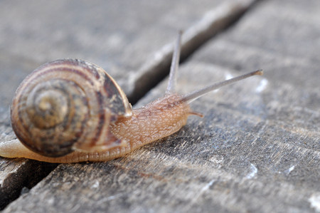 garden snailの写真素材
