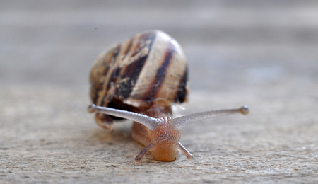 garden snailの写真素材