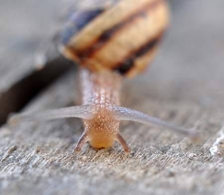 garden snailの写真素材