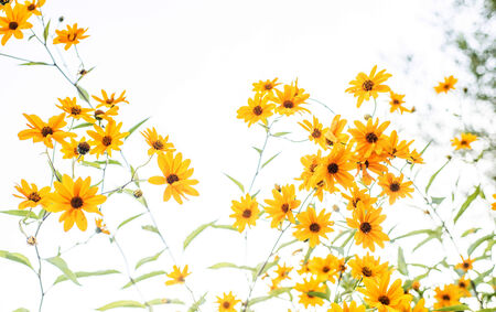 Springの写真素材