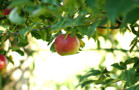 apple in the morningの写真素材