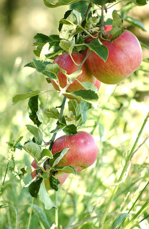 apples in the morningの写真素材