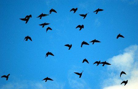 freedomの写真素材