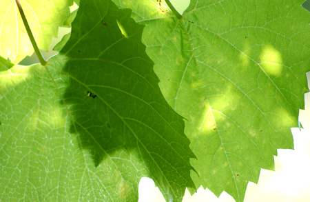 Grape leaves in the morningの写真素材