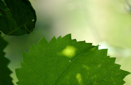 Grape leaves in the morningの写真素材