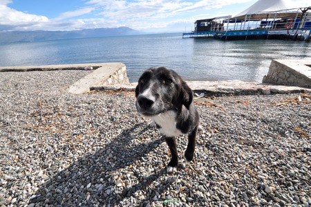 Stray dog on a beach of Lake Ohrid, Macedoniaの写真素材