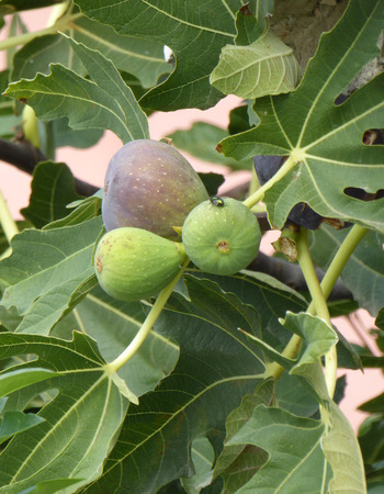 figs on a tree
