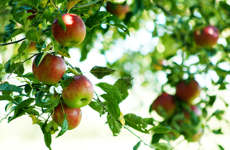 red ripe apples  ready for harvestingの写真素材