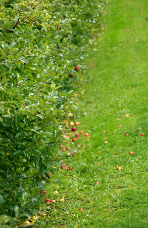 Apple orchard in octoberの写真素材