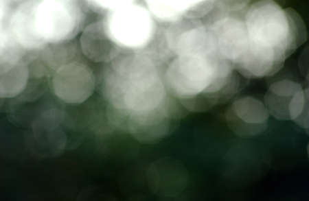 ecology bokehの写真素材