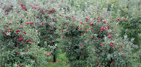 Apple orchard in octoberの写真素材
