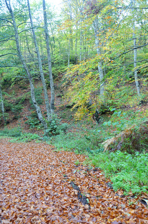 Autumnの写真素材