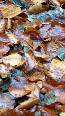 autumnの写真素材