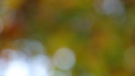ecology bokehの写真素材