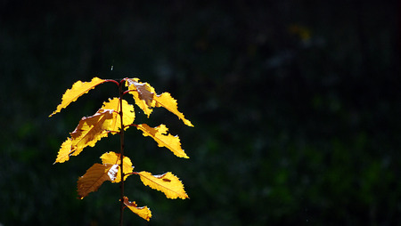 autumn leaves  on a black background