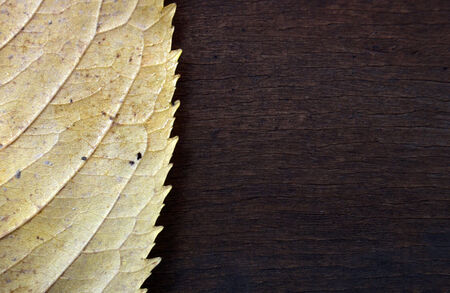 Autumn leaf on a wooden backgroundの写真素材