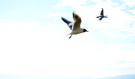 picture of a seagulls bird