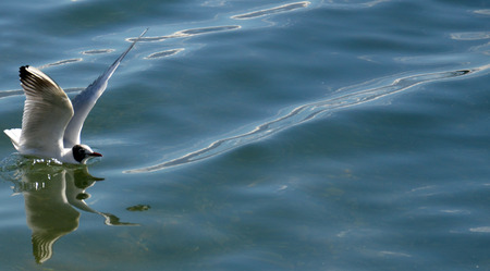 picture of a seagulls bird