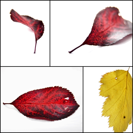 Collage  picture of Autumn leaves , red and yellow