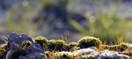 Photo of moss on a rock early in the morning after sunriseの写真素材