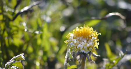 Photo og a Morning frost on the flowers of dandelionの写真素材