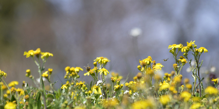 Picture of a Flowers of a chamomile with yellow petalsの写真素材